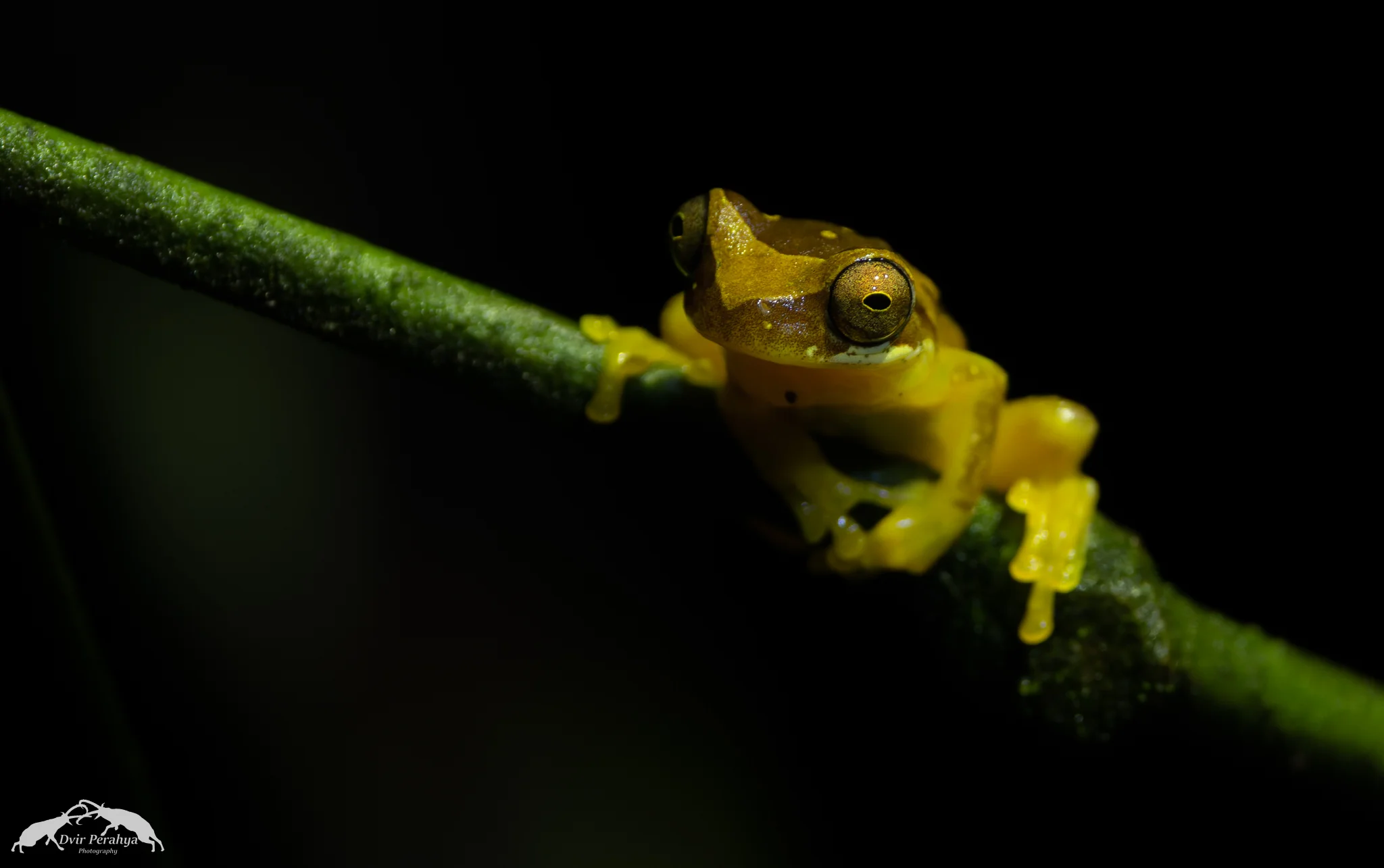 Tree frog, Costa Rica Rainforest